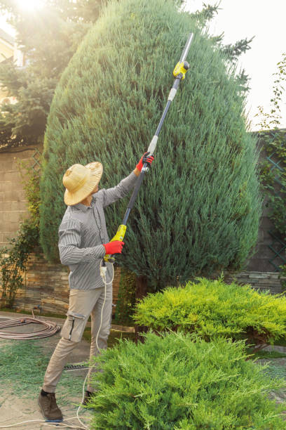 The Steps Involved in Our Tree Care Process in Cedar City, UT